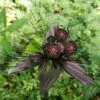 Tacca chantrieri / Schizocapsa breviscapa - Black Bat Flower, Black Orchid, Bat Flower - Image 4