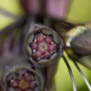Tacca chantrieri / Schizocapsa breviscapa - Black Bat Flower, Black Orchid, Bat Flower - Image 6