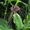 Tacca chantrieri / Schizocapsa breviscapa - Black Bat Flower, Black Orchid, Bat Flower - Image 7