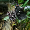 Tacca chantrieri / Schizocapsa breviscapa - Black Bat Flower, Black Orchid, Bat Flower - Image 8