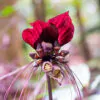 Tacca chantrieri / Schizocapsa breviscapa - Black Bat Flower, Black Orchid, Bat Flower - Image 9