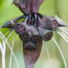Tacca chantrieri / Schizocapsa breviscapa - Black Bat Flower, Black Orchid, Bat Flower - Image 10