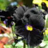 Viola x Wittrockiana ‘Clear Crystals Black’ - Perfect Love Black Crystals,   Black Perfect Love
