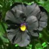 Viola x Wittrockiana ‘Clear Crystals Black’ - Perfect Love Black Crystals,   Black Perfect Love - Image 2