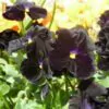 Viola x Wittrockiana ‘Clear Crystals Black’ - Perfect Love Black Crystals,   Black Perfect Love - Image 3