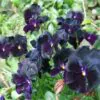 Viola x Wittrockiana ‘Clear Crystals Black’ - Perfect Love Black Crystals,   Black Perfect Love - Image 4