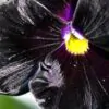 Viola x Wittrockiana ‘Clear Crystals Black’ - Perfect Love Black Crystals,   Black Perfect Love - Image 6
