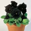 Viola x Wittrockiana ‘Clear Crystals Black’ - Perfect Love Black Crystals,   Black Perfect Love - Image 7