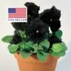 Viola x Wittrockiana ‘Clear Crystals Black’ - Perfect Love Black Crystals,   Black Perfect Love - Image 8