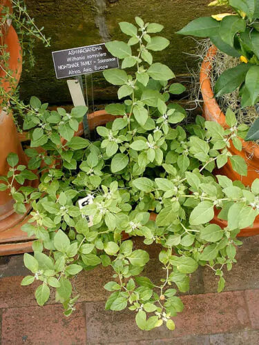 Withania somnifera - Ashwagandha, Indian Ginseng, Winter Cherry - Image 2