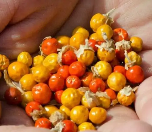 Withania somnifera - Ashwagandha, Indian Ginseng, Winter Cherry - Image 3
