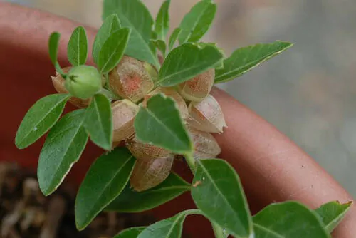 Withania somnifera - Ashwagandha, Indian Ginseng, Winter Cherry - Image 7