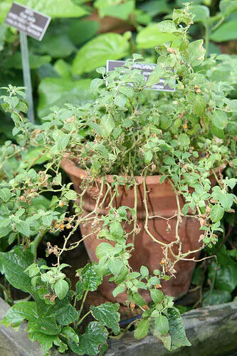 Withania somnifera - Ashwagandha, Indian Ginseng, Winter Cherry - Image 9