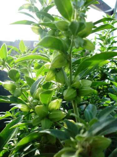 Withania somnifera - Ashwagandha, Indian Ginseng, Winter Cherry - Image 11