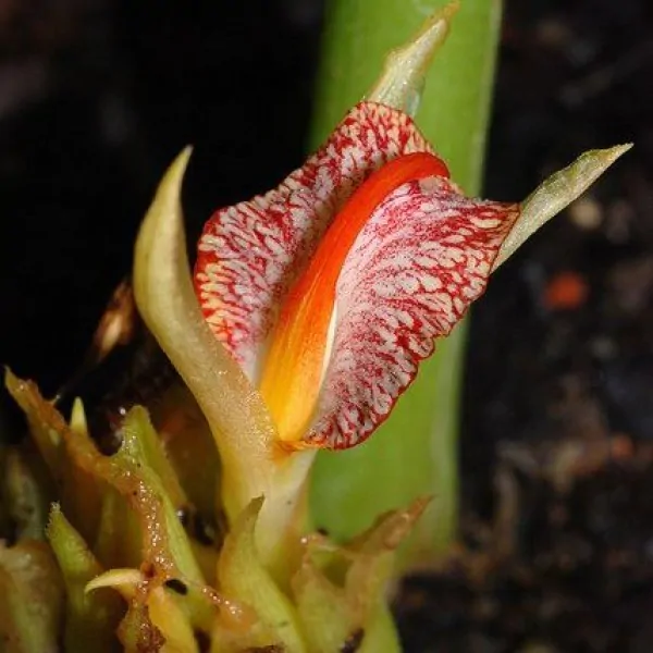 Zingiber rubens - Zingiber, Bengal Ginger, Ingefäror, Gingembre du Bengale - Image 2