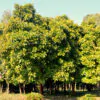 Dillenia indica - Elephant Apple, Chalta, Chulta, Dillenia, Fruta-Estrela, Hondapara, Indischer Rosenapfel, Karambel, Ukesla indyjska - Image 3