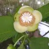 Dillenia indica - Elephant Apple, Chalta, Chulta, Dillenia, Fruta-Estrela, Hondapara, Indischer Rosenapfel, Karambel, Ukesla indyjska - Image 4