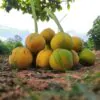 Dillenia indica - Elephant Apple, Chalta, Chulta, Dillenia, Fruta-Estrela, Hondapara, Indischer Rosenapfel, Karambel, Ukesla indyjska - Image 5
