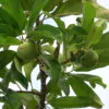 Dillenia indica - Elephant Apple, Chalta, Chulta, Dillenia, Fruta-Estrela, Hondapara, Indischer Rosenapfel, Karambel, Ukesla indyjska - Image 6