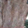 Dillenia indica - Elephant Apple, Chalta, Chulta, Dillenia, Fruta-Estrela, Hondapara, Indischer Rosenapfel, Karambel, Ukesla indyjska - Image 7