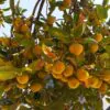 Dillenia indica - Elephant Apple, Chalta, Chulta, Dillenia, Fruta-Estrela, Hondapara, Indischer Rosenapfel, Karambel, Ukesla indyjska - Image 8