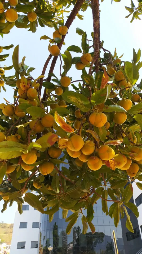Dillenia indica - Elephant Apple, Chalta, Chulta, Dillenia, Fruta-Estrela, Hondapara, Indischer Rosenapfel, Karambel, Ukesla indyjska - Image 8