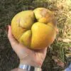 Dillenia indica - Elephant Apple, Chalta, Chulta, Dillenia, Fruta-Estrela, Hondapara, Indischer Rosenapfel, Karambel, Ukesla indyjska - Image 9