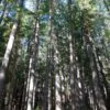 Pseudotsuga menziesii - Oregon pine, Oregon spruce