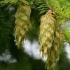 Pseudotsuga menziesii - Oregon pine, Oregon spruce - Image 2