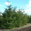 Pseudotsuga menziesii - Oregon pine, Oregon spruce - Image 3