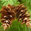 Pseudotsuga menziesii - Oregon pine, Oregon spruce - Image 4