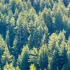 Pseudotsuga menziesii - Oregon pine, Oregon spruce - Image 5