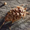 Pseudotsuga menziesii - Oregon pine, Oregon spruce - Image 6