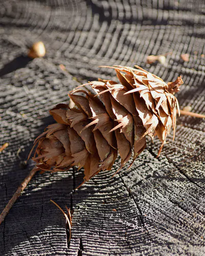 Pseudotsuga menziesii - Oregon pine, Oregon spruce - Image 6