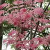 Toona sinensis 'Flamingo' - Chinese toon, Chinese mahogany - Image 3