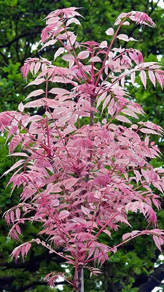 Toona sinensis 'Flamingo' - Chinese toon, Chinese mahogany - Image 7