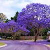 Jacaranda mimosifolia /Jacaranda acutifolia - Jacaranda, Blue Jacaranda, Black Poui, Nupur - Image 2