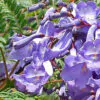 Jacaranda mimosifolia /Jacaranda acutifolia - Jacaranda, Blue Jacaranda, Black Poui, Nupur - Image 3