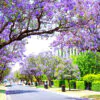 Jacaranda mimosifolia /Jacaranda acutifolia - Jacaranda, Blue Jacaranda, Black Poui, Nupur - Image 8