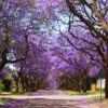 Jacaranda mimosifolia /Jacaranda acutifolia - Jacaranda, Blue Jacaranda, Black Poui, Nupur - Image 9