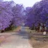 Jacaranda mimosifolia /Jacaranda acutifolia - Jacaranda, Blue Jacaranda, Black Poui, Nupur - Image 10