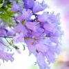 Jacaranda mimosifolia /Jacaranda acutifolia - Jacaranda, Blue Jacaranda, Black Poui, Nupur - Image 11