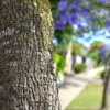 Jacaranda mimosifolia /Jacaranda acutifolia - Jacaranda, Blue Jacaranda, Black Poui, Nupur - Image 12