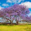 Jacaranda mimosifolia /Jacaranda acutifolia - Jacaranda, Blue Jacaranda, Black Poui, Nupur - Image 13