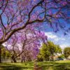 Jacaranda mimosifolia /Jacaranda acutifolia - Jacaranda, Blue Jacaranda, Black Poui, Nupur - Image 14