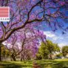 Jacaranda mimosifolia /Jacaranda acutifolia - Jacaranda, Blue Jacaranda, Black Poui, Nupur - Image 15