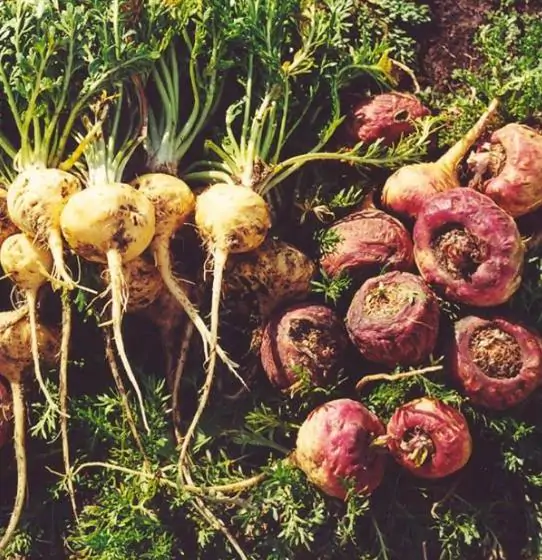 Lepidium meyenii / Lepidium peruvianum - Maca, Macoa, Peruvian Maca, Andes Ginseng, Incas Travel, Peruvian Ginseng, Maca-Maca, Maino, Ayak Chichira, Ayak Willku - Image 2
