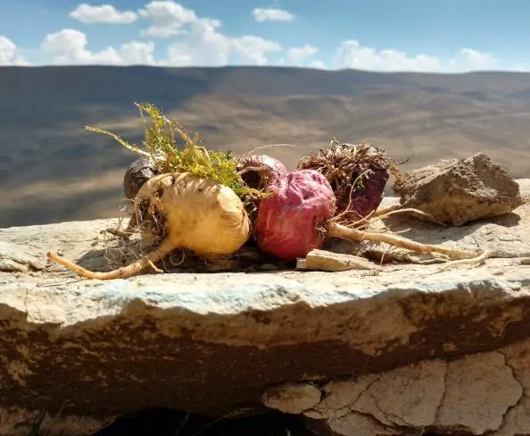 Lepidium meyenii / Lepidium peruvianum - Maca, Macoa, Peruvian Maca, Andes Ginseng, Incas Travel, Peruvian Ginseng, Maca-Maca, Maino, Ayak Chichira, Ayak Willku - Image 5