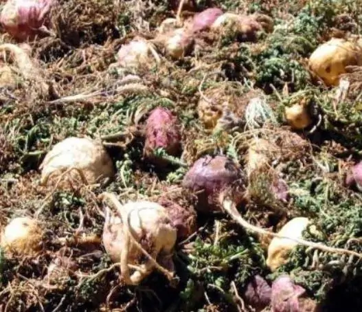 Lepidium meyenii / Lepidium peruvianum - Maca, Macoa, Peruvian Maca, Andes Ginseng, Incas Travel, Peruvian Ginseng, Maca-Maca, Maino, Ayak Chichira, Ayak Willku - Image 7