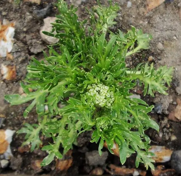 Lepidium meyenii / Lepidium peruvianum - Maca, Macoa, Peruvian Maca, Andes Ginseng, Incas Travel, Peruvian Ginseng, Maca-Maca, Maino, Ayak Chichira, Ayak Willku - Image 8